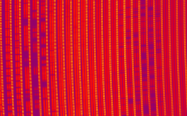 2018/04/24 - Portion of a SPIRou frame recorded for AD Leo. Each group of three vertical bars corresponds to one spectral order, covering a small region of the overall spectral domain. The two left-most vertical bars of each order contain the spectrum of AD Leo (in two polarization states) whereas the right-most one contains a Fabry-Perot spectrum ensuring that velocimetric variations of the star can be monitored with a precision of 1 m/s or better. The spectral lines of AD Leo (along with telluric lines from the Earth’s atmosphere) show up as darker horizontal bands in the image. These lines form a cosmic barcode encrypting information about AD Leo and its potential planets, that SPIRou will be able decipher. (©SPIRou team)