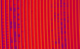 2018/04/24 - Portion of a SPIRou frame recorded for AD Leo. Each group of three vertical bars corresponds to one spectral order, covering a small region of the overall spectral domain. The two left-most vertical bars of each order contain the spectrum of AD Leo (in two polarization states) whereas the right-most one contains a Fabry-Perot spectrum ensuring that velocimetric variations of the star can be monitored with a precision of 1 m/s or better. The spectral lines of AD Leo (along with telluric lines from the Earth’s atmosphere) show up as darker horizontal bands in the image. These lines form a cosmic barcode encrypting information about AD Leo and its potential planets, that SPIRou will be able decipher. (©SPIRou team)